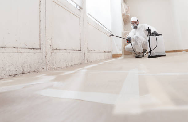 Black mold remediation team in Nottingham